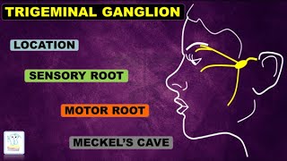 Trigeminal Ganglion amp nerve [upl. by Magree]