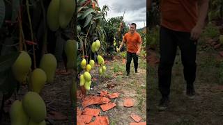 Today I will cut all mango trees shorts ytshorts [upl. by Corder]