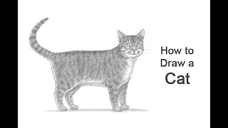 How to Draw a Cat [upl. by Ahsenad125]