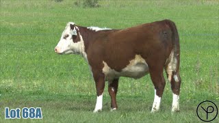 Lot 68A Yarram Beta V067 [upl. by Reinwald307]