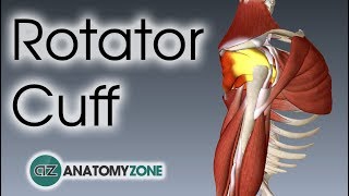 Rotator Cuff  3D Anatomy Tutorial [upl. by Vento379]