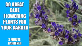 30 Great Blue Flowering Plants for Your Garden [upl. by Gascony]