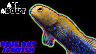 All About The Blue Dot Jawfish or Blue Spotted Jawfish [upl. by Ashia552]