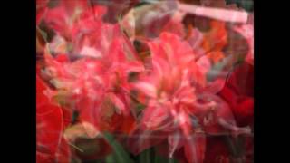 Breeders new varieties of Amaryllis [upl. by Maxentia559]