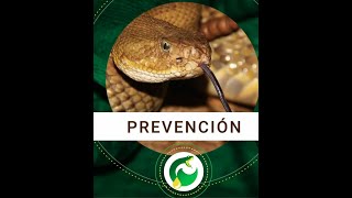 Prevención  ¿Qué hacer ante una picadura de alacrán mordedura de serpiente o araña [upl. by Iv]