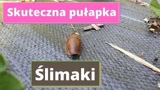 Ślimaki skuteczna pułapka [upl. by Llerrahs]