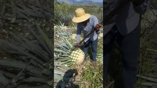 Colheita da planta usada pra fabricação de tequila [upl. by Aivlis]