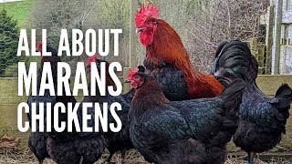 Marans Chickens Breed Profile Varieties and Care [upl. by Mendelsohn225]