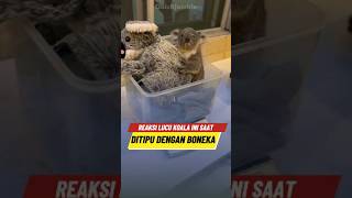 Ekpresi Lucu Koala Ini Saat Dipisahkan Dari Ibunya 🐨 [upl. by Hepsoj]