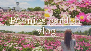 【Peonies garden vlog】愛宕山公園に満開のシャクヤクを見に行く日 vlog peonies garden [upl. by Sidran564]