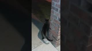 One Eyed Cat Snacking on Evening Grass 😻👁️ [upl. by Felizio]