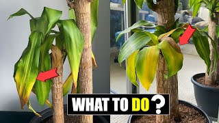 How to fix Dracaena leaves turning yellow [upl. by Upton]