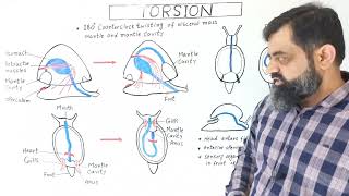 Torsion in Gastropods UrduHindi mediumprofmasoodfuzail torsion torsioninmollusca [upl. by Nwahsyd]