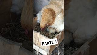 La historia de la gallinita y su único pollito  Parte 1 [upl. by Yelsew]