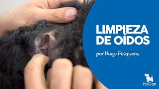 MANTENIMIENTO DE LOS OIDOS DEL PERRO  EVITAR OTITIS  HUGO PESQUERA  PROCAN [upl. by Orose]