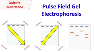 Pulsed field gel electrophoresis PFGE [upl. by Woodley]