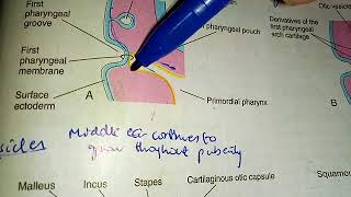 DEVELOPMENT OF EAR in simple way wih important questions part 3 [upl. by Henrique]