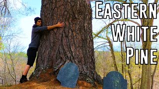 The Biggest Eastern White Pine Trees In Massachusetts Champion Tree Hunting [upl. by Wilbur]