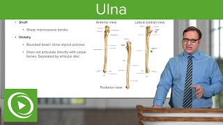 Radius Bone Views amp Position – Anatomy  Lecturio [upl. by Nivloc]