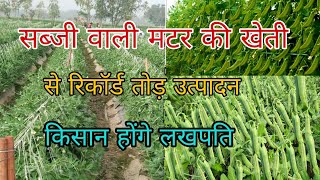 सब्जी वाली मटर की खेती। Pea farming । Matar ki kheti। अगेती मटर की खेती। Indian pea pharming। [upl. by Files]