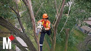 Cool Jobs arborist [upl. by Naltiac]