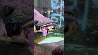 Ive been feeling a bit irritated lately Arapaima Mr Li who loves raising fish Fantastic an [upl. by Winer]