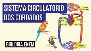 SISTEMA CIRCULATÓRIO DOS CORDADOS  Biologia para o Enem  Cláudia de Souza Aguiar [upl. by Aiyt332]