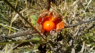 Physalis alkekengipapalau [upl. by Feenah659]