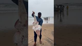 Guitar 🎸 fish eppudaina choosara  beachboynaidu seafood guitarfish youtubeshorts viral beach [upl. by Rasmussen160]