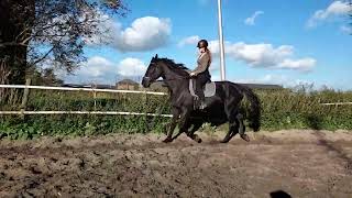 met Black de galop trainen🙈😁4 [upl. by Erreit]