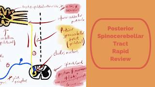 The Posterior Spinocerebellar Tract Rapid Review [upl. by Ahto]