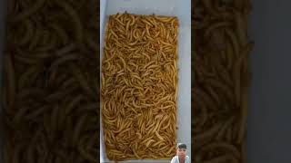 Meal worm amazingfacts mealwormbeetles experiment mealworms food insectworld insec trending [upl. by Joelie]