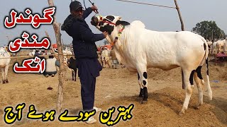 Gondal Mandi Attock Update 5 February 2024  Fatehjangi Bulls [upl. by Steffy155]