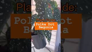 Everything you need to know about Polka Dot Begonia [upl. by Magnien]