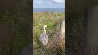 Cape Barren goose birds nature wildlife [upl. by Alletsirhc549]