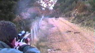 Caza Mayor en Zaragoza Jabalí Chasse au sanglier Wild boar hunting with dogs [upl. by Spalding]