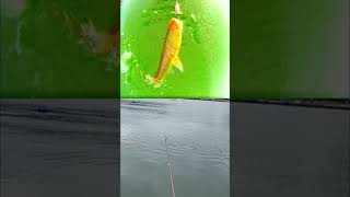 Watch how I reel it in fishing visual fish carpfishing bassfishing carp [upl. by Noicpecnoc]