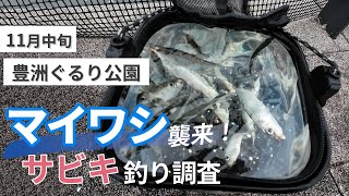 【豊洲ぐるり公園】冬のサビキ釣り調査！都内の公園にマイワシ襲来！？【11月中旬】 [upl. by Etnoid492]