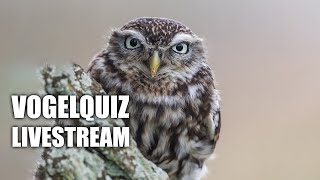 Vogelquiz Livestream [upl. by Kilk]