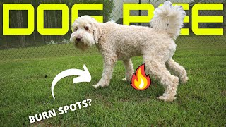 How to PREVENT dog urine SPOTS  How to REPAIR dog urine SPOTS [upl. by Kenwrick]