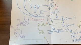 Plasminogen Activator Inhibitor 1 [upl. by Calli]