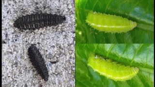 🐛CaterpillarBlack and Green🐛 [upl. by Hillinck]