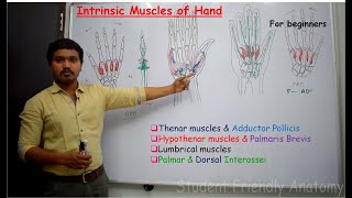 Anatomy of Intrinsic muscles of the hand  made easy for beginners [upl. by Jowett]