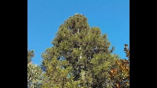 Growing Cryptomeria from seed  Sugi [upl. by Cuda]