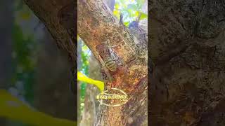 If you liked this videonature cicada 🌏🌏 [upl. by Lejeune188]