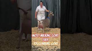 No1 dairy goats toggenburg goat breed Benefits of goats milk goat trending trendingshorts viral [upl. by Aicek744]