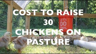 Cost to Raise 30 Chickens on Pasture [upl. by Hammock296]