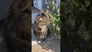 Fonzy finds the catnip bush catnip mainecoone cat [upl. by Epps]