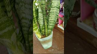 Snake plant decor idea  nature  viral short [upl. by Cesaro]