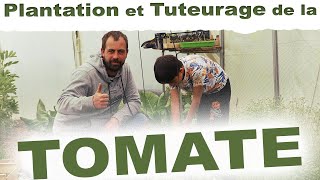 Comment Planter et tuteurer des tomates par ficelles   avec zeprofJunior [upl. by Ettenwahs]